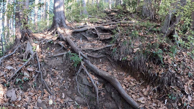 CIMG3949尾根の歩きにくいGIF画像