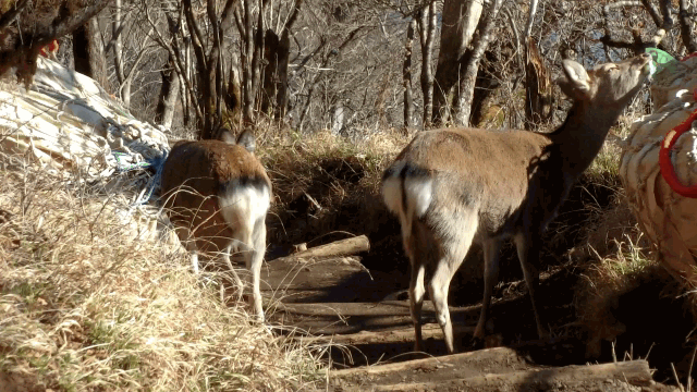 CIMG3971野生の鹿GIF画像