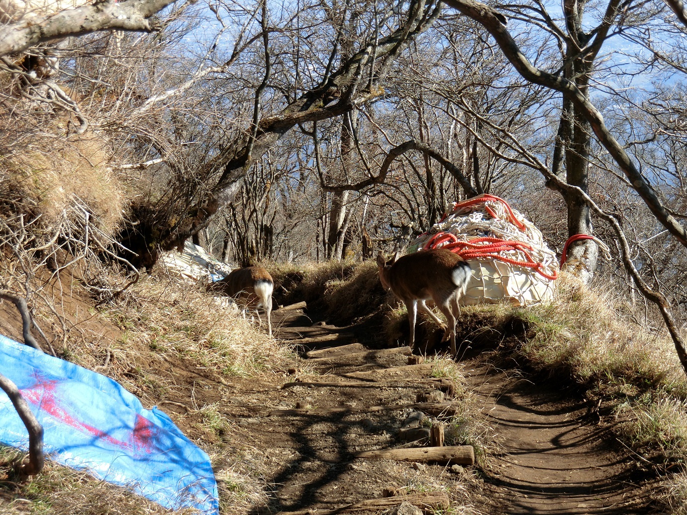 CIMG3970鹿が二頭