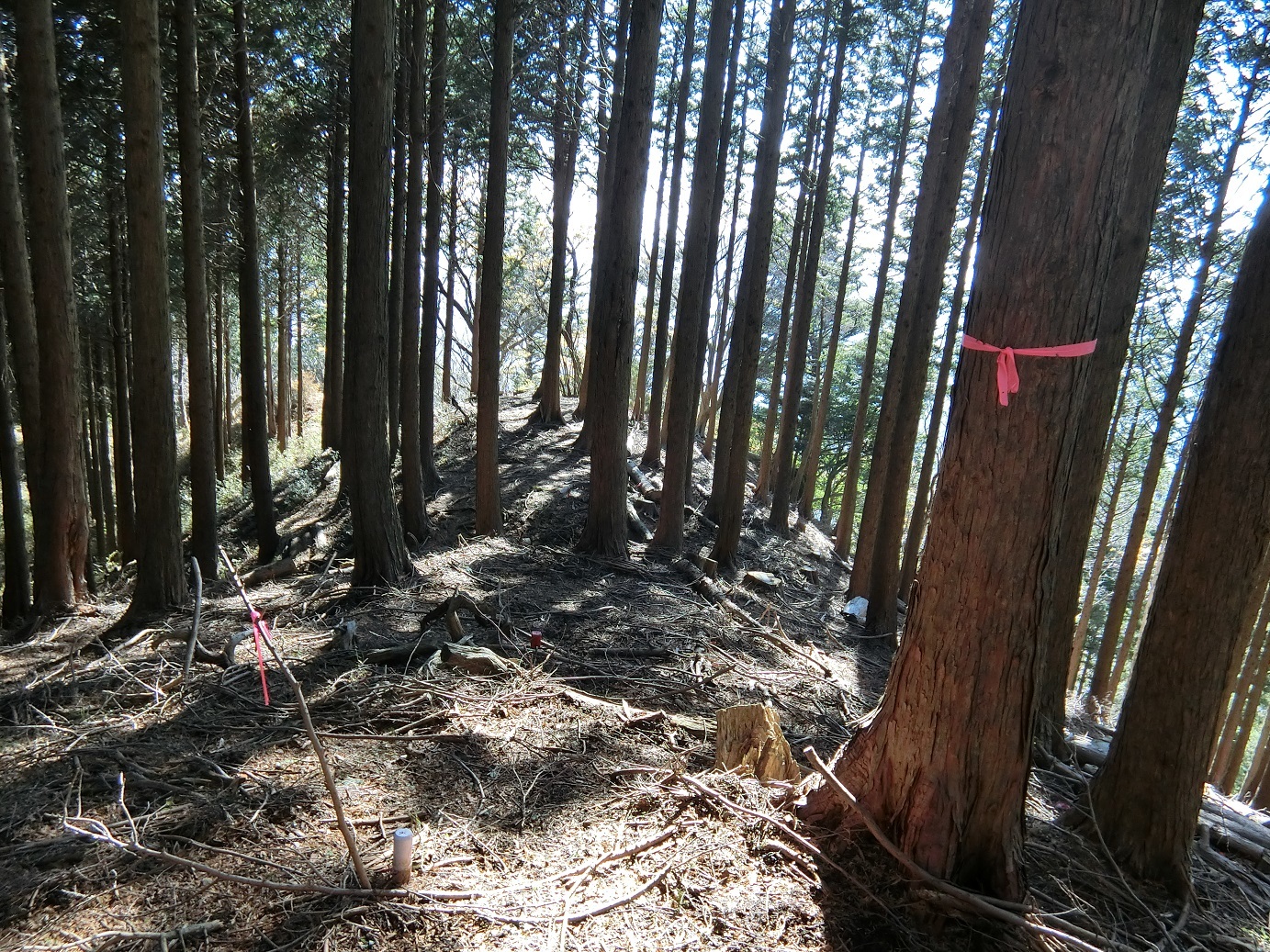 CIMG3978ピンクテープ