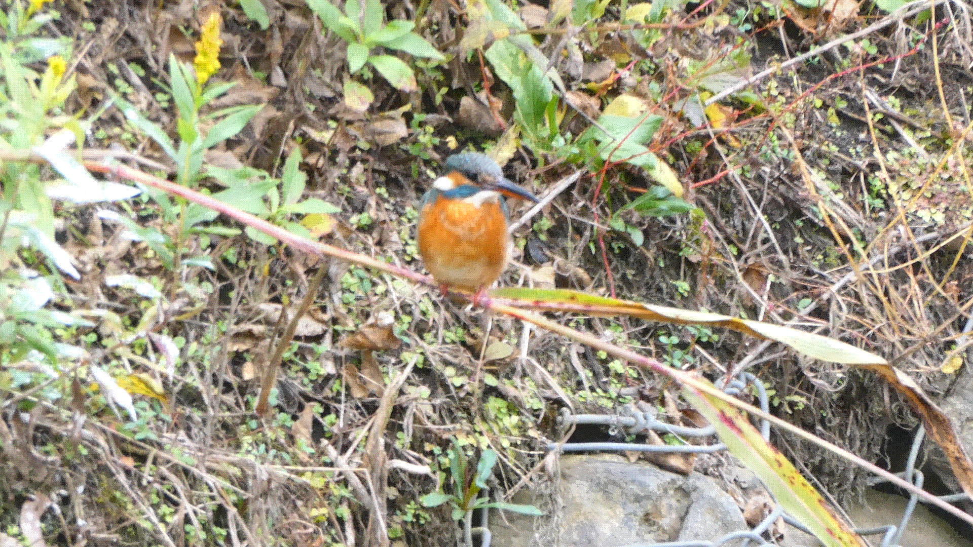 カワセミのダイブ (2)